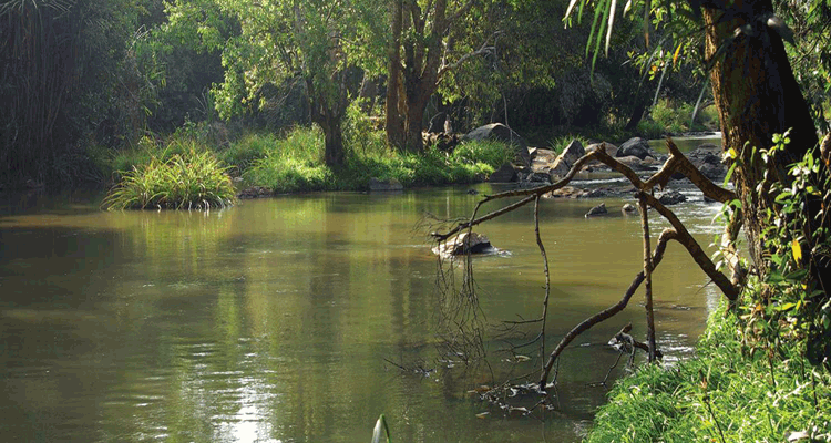 Eco tourism in Wayanad