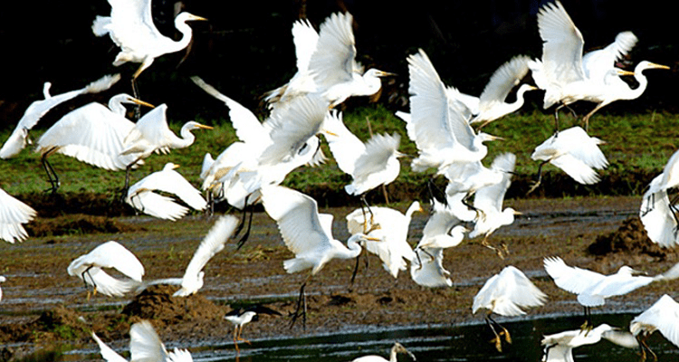 Pakshipaathaalam wayanad